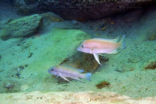 neolamprologus modestus lyamembe 2s