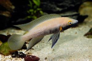 Neolamprologus nigriventris