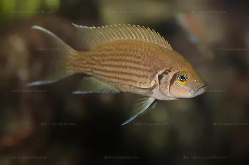 Neolamprologus olivaceous