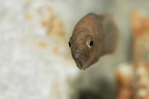 Neolamprologus prochilus Neolamprologus prochilus