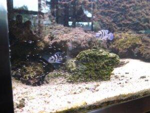 Neolamprologus sexfasciatus 2 Neolamprologus sexfasciatus "bleu"