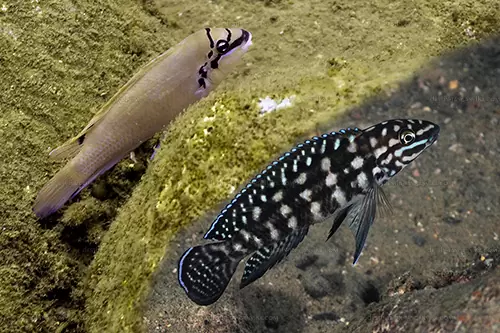 chalinochromis julidochromiss