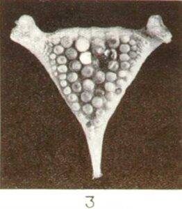 Lame pharyngienne molariforme