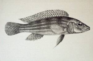 Neolamprologus tetracanthus