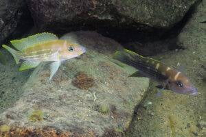 Neolamprologus tetracanthus