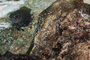 Neolamprologus toae