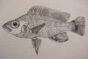 Neolamprologus toae