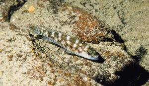 Neolamprologus variostigma