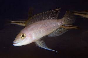 Neolamprologus ventralis