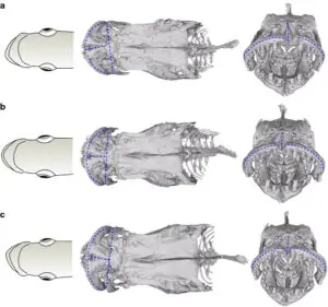 Les Perissodus 4 Denture asymétrique