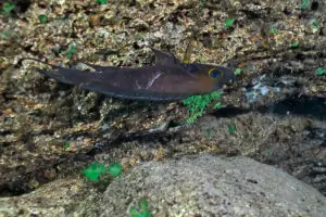 Les Perissodus 3 Neolamprologus furcifer