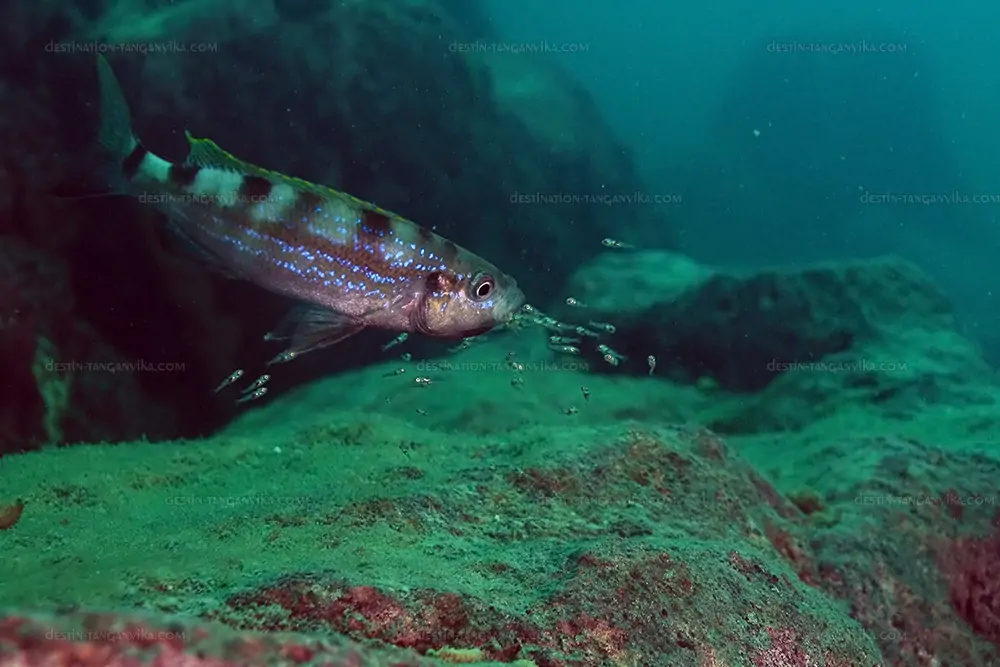 Les Perissodus 1 perissodus microlepis