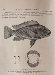 Petrochromis polyodon