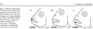 Bouches des Petrochromis