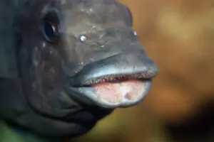 Denture de Petrochromis sp. giant