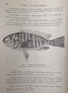 Petrochromis fasciolatus