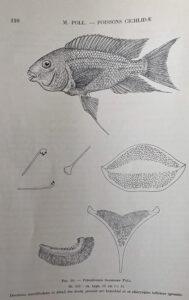 Petrochromis trewavasae
