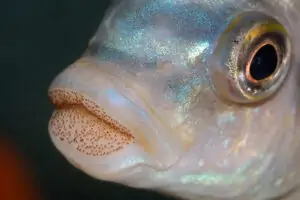 Petrotilapia palingnathos