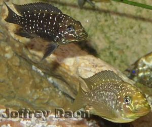 Petrochromis trewavasae