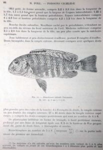 Pseudosimochromis babaulti