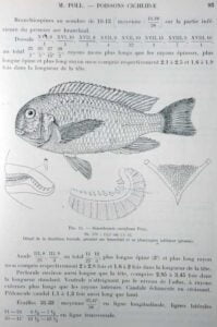 Pseudosimochromis curvifrons