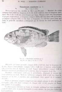 Pseudosimochromis marginatus