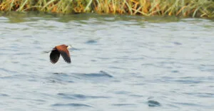 actophilornis africanus b