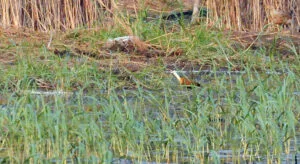 Jacana &agrave; poitrine dor&eacute;e