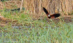 Jacana &agrave; poitrine dor&eacute;e