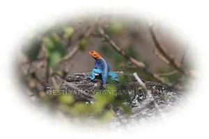 Agama