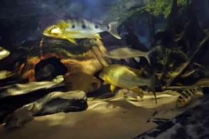 Boulengerochromis microlepis 1 cichlidé charismatique 8 B. microlepis - 8000 litres