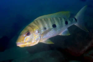 Boulengerochromis microlepis 1 cichlidé charismatique 2 Boulengerochromis microlepis
