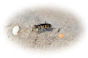 Cicindele