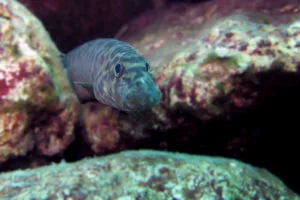 Mastacembelus ellipsifer
