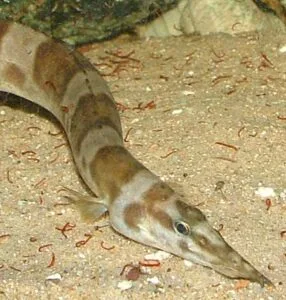 Mastacembelus ellipsifer