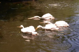 P&eacute;licans