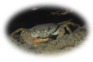 potamonautes
