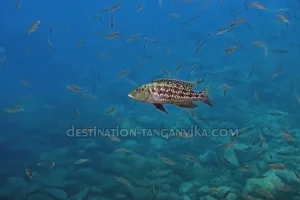 Lepidiolamprologus elongatus Lepidiolamprologus elongatus