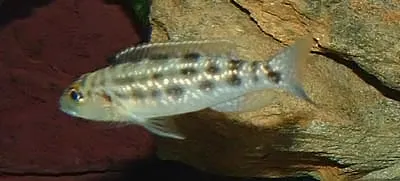 Lepidiolamprologus elongatus Lepidiolamprologus elongatus