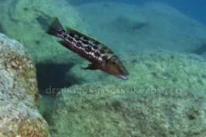 Lepidiolamprologus elongatus Lepidiolamprologus elongatus