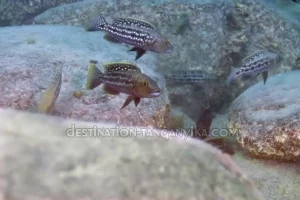 Lepidiolamprologus elongatus 4 Lepidiolamprologus elongatus en groupe