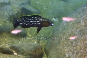 Lepidiolamprologus elongatus Lepidiolamprologus elongatus