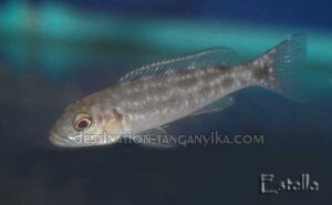 Lepidiolamprologus elongatus 8 Lepidiolamprologus elongatus