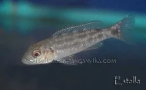 Lepidiolamprologus elongatus