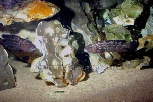 Lepidiolamprologus elongatus Lepidiolamprologus elongatus