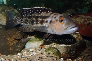 Lepidiolamprologus elongatus Lepidiolamprologus elongatus