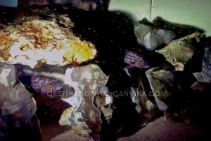 Lepidiolamprologus elongatus Lepidiolamprologus elongatus