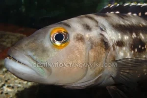 Lepidiolamprologus elongatus Lepidiolamprologus elongatus