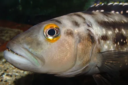 lepidiolamprologus elongatus ls