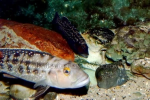 Lepidiolamprologus elongatus couple Lepidiolamprologus elongatus couple